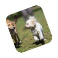 Diseño web para mascotas